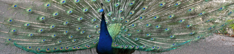 Seen locally but not necessarily photographed locally - Displaying Peacock.